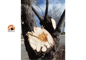 Pescara. Potature errate sulle tamerici e pini secchi sulla Riviera sud.
