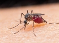 Pescara contro il virus west Nile potenzia disinfestazione zanzare