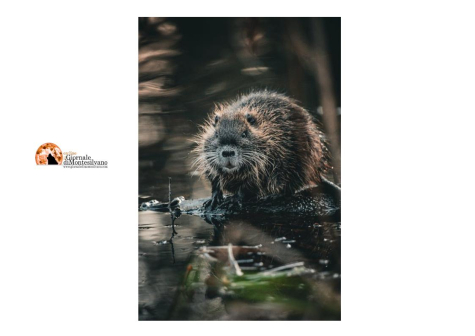 Ha ucciso a bastonate una nutria in pieno centro, rinviato a giudizio.