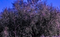 Xylella/Puglia. Il "massacro controllato" degli ulivi
