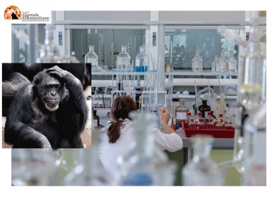 Vaiolo delle scimmie (Monkeypox PMX), confermato il primo caso in Abruzzo.