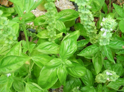 Basilico: antidolorifico per eccellenza aiuta la circolazione sanguigna.