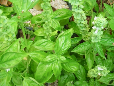 Basilico: antidolorifico per eccellenza aiuta la circolazione sanguigna.