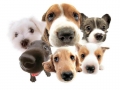 mobility dog a Ortona