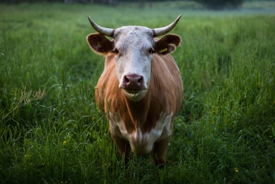 Diminuiscono ancora le imprese agricole in Abruzzo
