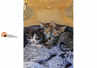 Pescara/taxi, sconti e gratis gli animali nel trasportino