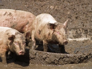 L'Aquila/Map. Sversava liquami di allevamento suini