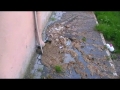 Via Rimini liquami fuoriescono da un tombino di scarico