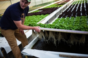 Colture. Start up americana lancia i nuovi agricoltori urbani.