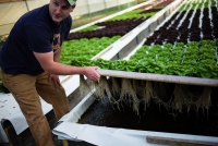 Colture. Start up americana lancia i nuovi agricoltori urbani.