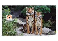 Reati contro gli animali, approvata Legge che inasprisce pene