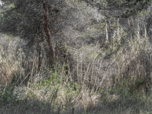 Fotografia. La Selva Chiara, personale di Paolo Dell'Elce