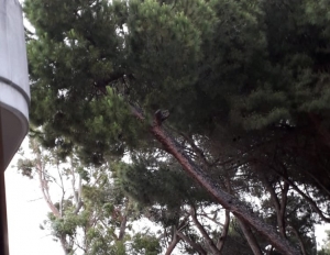 Roseto. Tagliato pino storico nella Pineta Celommi perchè "inclinato".