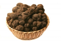 Abruzzo arriva l’oro nero con le vie del tartufo.