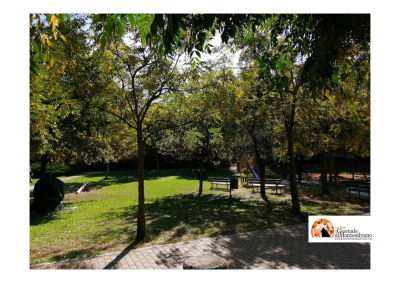 Montesilvano, tre cinghiali nel Parco della Libertà. Comandante Casale: male minore abbatterli.