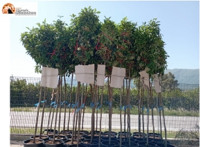 Pescara, in via Nicola Fabrizi 35 nuovi alberi