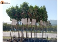 Pescara, in via Nicola Fabrizi 35 nuovi alberi