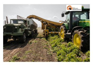 Abruzzo/agricoltura. C'è tanta umidità, affiora la peronosporia e crea danni al raccolto.