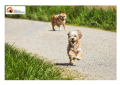 Trasacco: annullato bando ricovero cani. TAR accoglie ricorso di Tutela Diritti Animali Ets di Bettoschi.