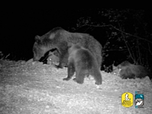 Orso bruno marsicano, monitoraggi parlano di segnali positivi. “Cruciali” segnalazioni cittadine