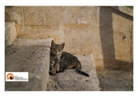 "A Pescara serve un gattile", arriva la richiesta in Comune da Orta e Renzetti