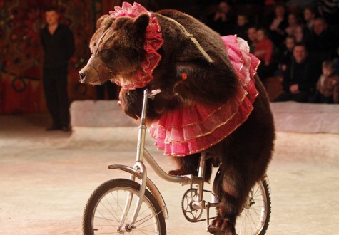 LAV scende in piazza a sostegno della legge No animali nel circo