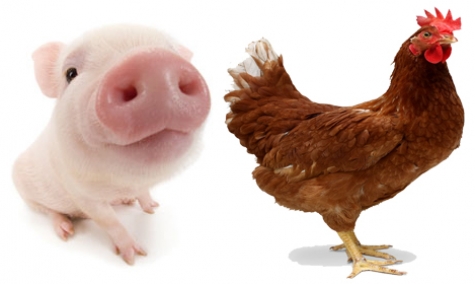 Cina: allerta per "potenziale epidemia".