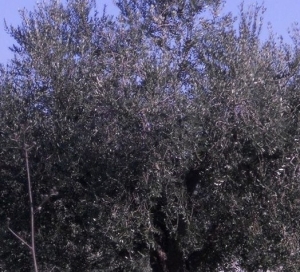 USA/Caso xylella: scienziati italiani accusati di diffondere l’Ebola degli 'olivi'.