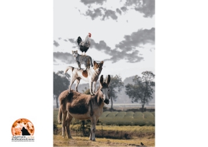 Da oggi farmaci meno costosi per gli amici animali.