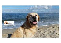 Pescara/spiagge libere. "Solo 2 tratti di accesso a cani e gatti". Bettoschi chiede: annullamento ordinanza comunale
