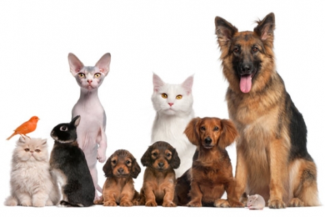 Pescara, pet therapy per la disabilità e garante degli animali