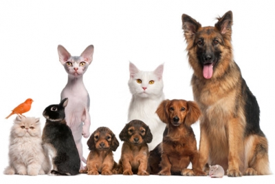 Pescara, pet therapy per la disabilità e garante degli animali