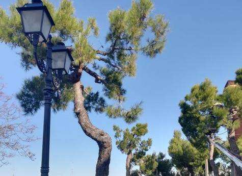 Chieti. Danni ai pini d'Aleppo