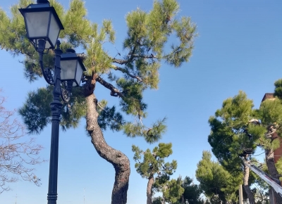 Chieti. Danni ai pini d'Aleppo