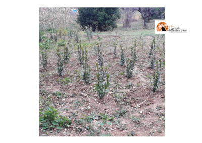Parco paesaggistico Lauretum, messi a dimora 200 nuovi alberi e arbusti