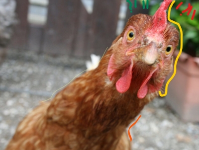 colpisce uccelli e pollame