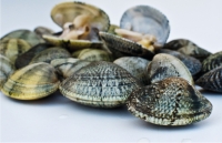 Vongole veraci con l'Escherichia Coli vendute in tutta Italia e all’estero.