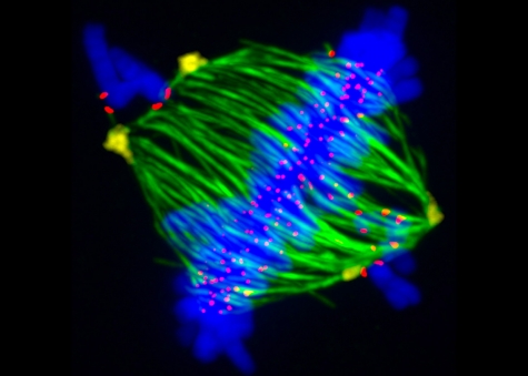 La molecola della felicità non ha più segreti: