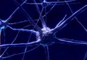 Riattivate dopo la morte cellule del cervello di maiali