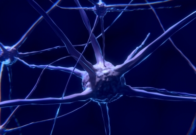 Riattivate dopo la morte cellule del cervello di maiali