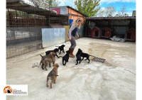 Montesilvano, sopralluogo e lavori al Dog Village