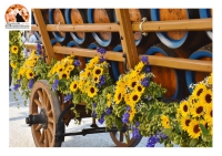 In Abruzzo, ad Avezzano, un labirinto di oltre 600 fiori