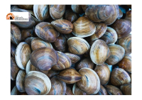Ortona, sanzionata una vongolara: eccedeva il limite giornaliero previsto