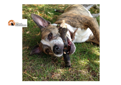 Montesilvano/Dog School. Seminari gratuiti per proprietari di cani