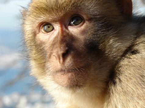 La Svizzera legalizza la tortura sugli animali.