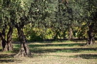 "Camminata tra gli olivi" in 103 città italiane