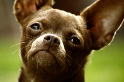 Boom rapimento chihuahua