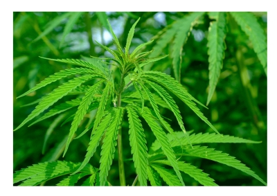 Cannabis, depenalizzata coltivazione non oltre 4 piante femmine.