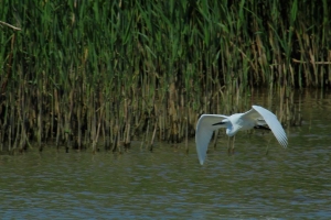Montesilvano/Saline, un libro di Milillo, "ora turista trova ambiente tutelato"