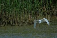 Montesilvano/Saline, un libro di Milillo, "ora turista trova ambiente tutelato"